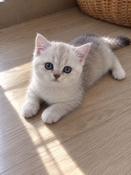 Шикарные британские котята.