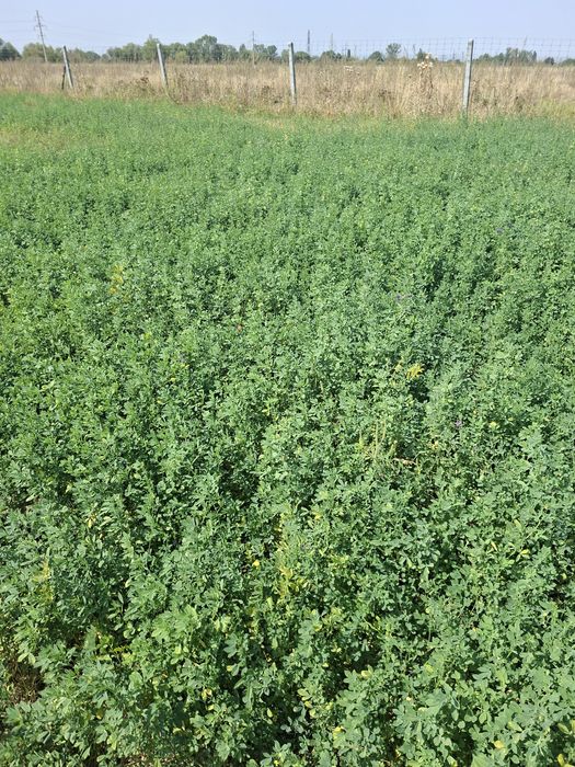 Фазенда 55 соток