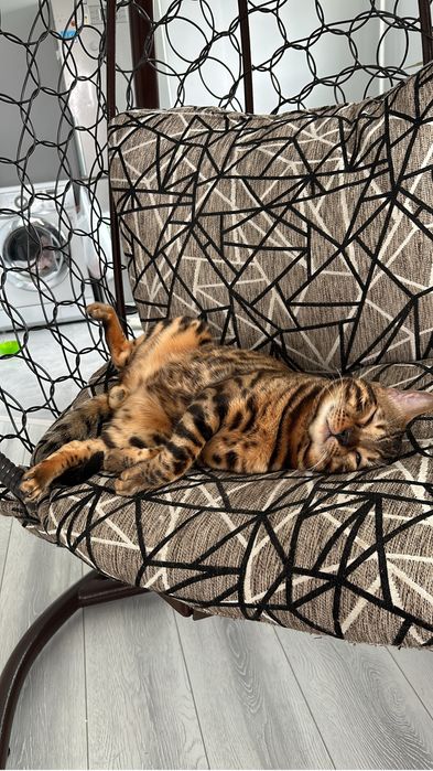 Бенгал на вязку с родословной