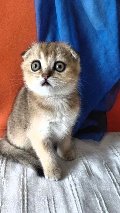 Мальчики от золлотой шиншиллы, привитый, к лотку приученв