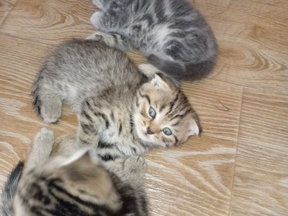 Продам вислоухих котят