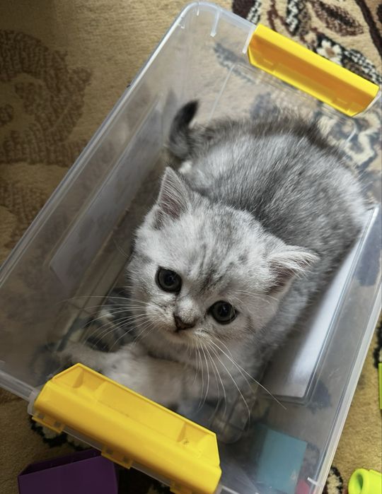 Продам шотладских котят