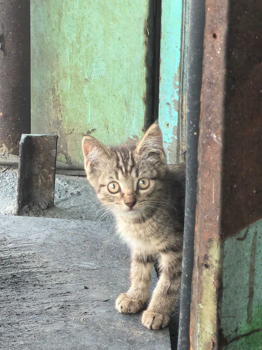 Отдам котят в хорошие руки