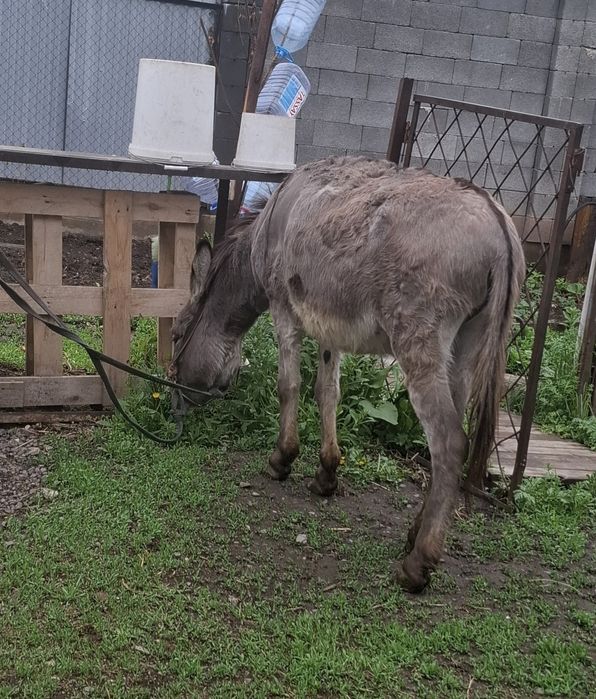 Продам   Ишака .