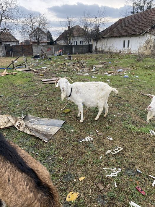 Vand capra a 3 fatare