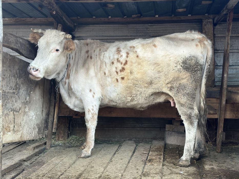 Продам жирную корову