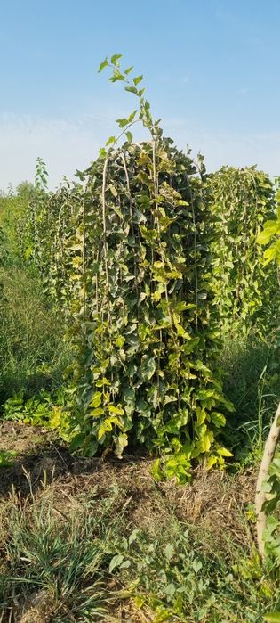 Декоративные тутовники от первых рук тутовник зонтик для ландшафтов