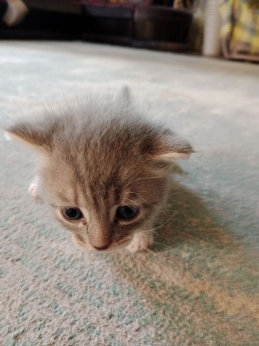Котята в хорошие руки!
