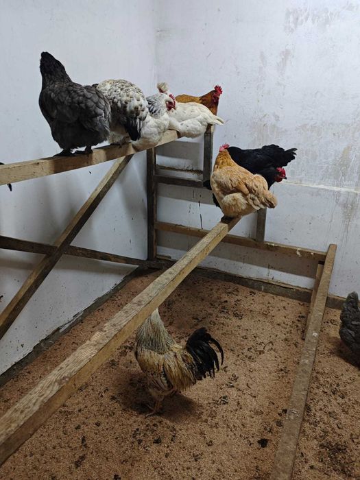 Яйцо куриное .домашнее