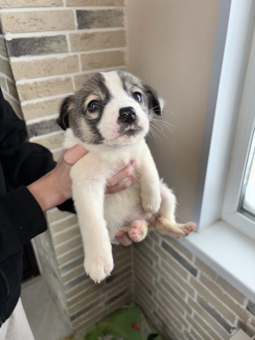 Отдам в добрые руки кутят