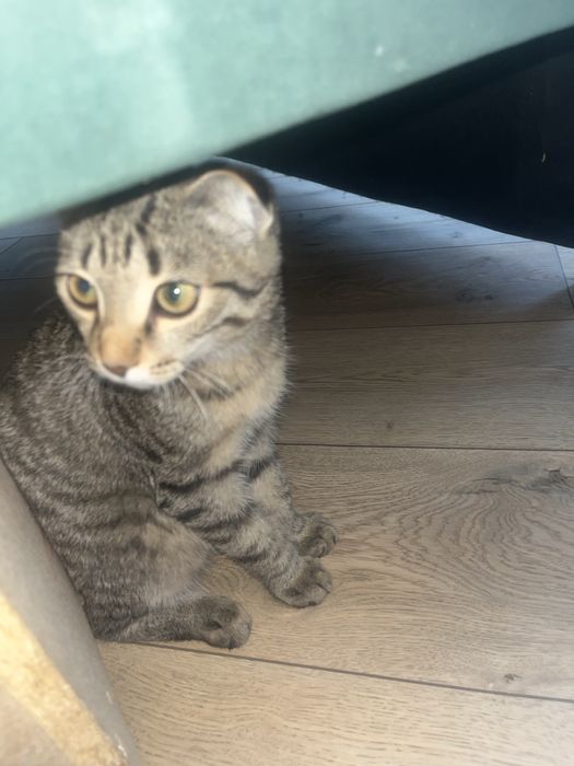 отдам кота в хорошие руки