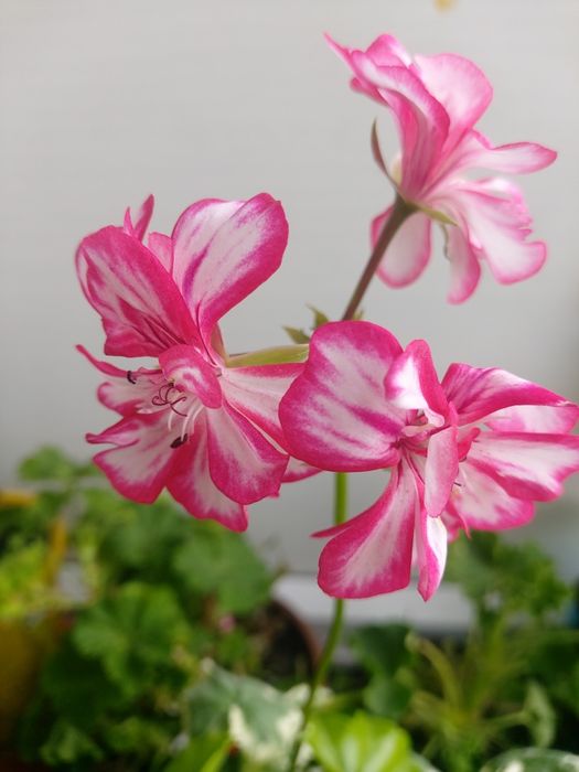 Продам пеларгонии