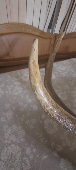 Рога натуральные Елик Себирская косуля