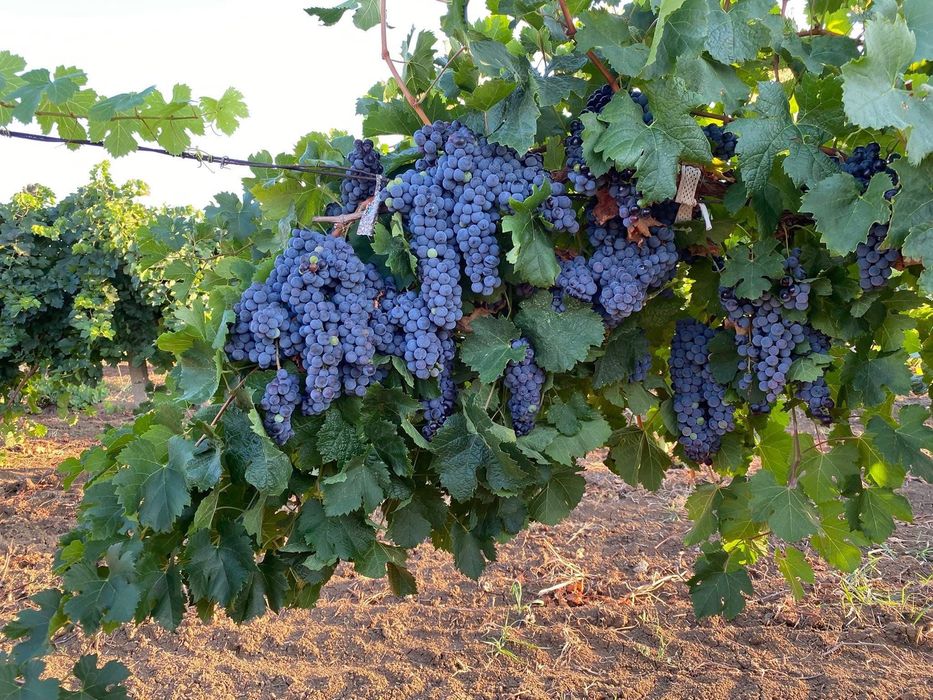 Продавам грозде Мерло,Памид и Брестовица