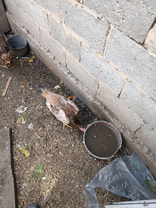 Даканы продаю только продажа