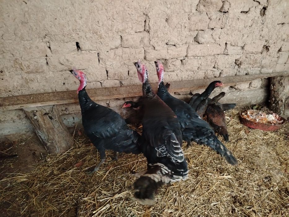 Куркалар сотилади