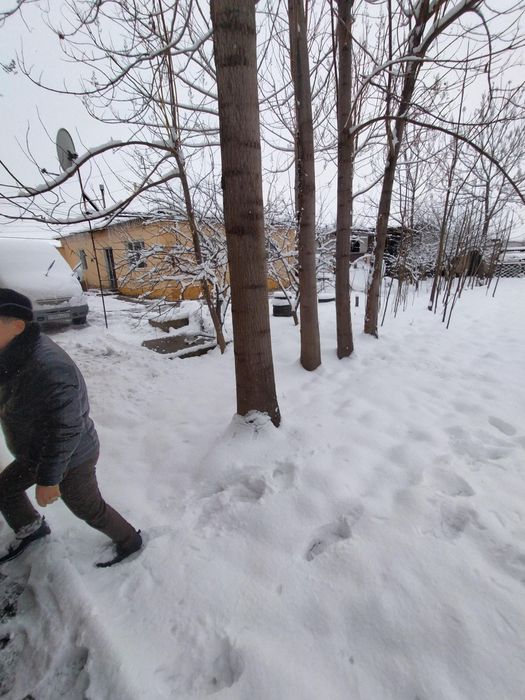 Павловния тамыр каламша павлония