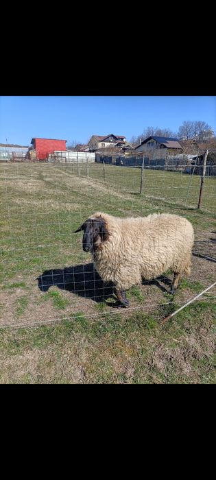Vând berbec Carabash.