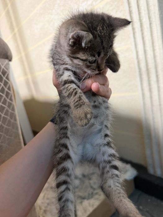 Отдам котят в хорошие руки