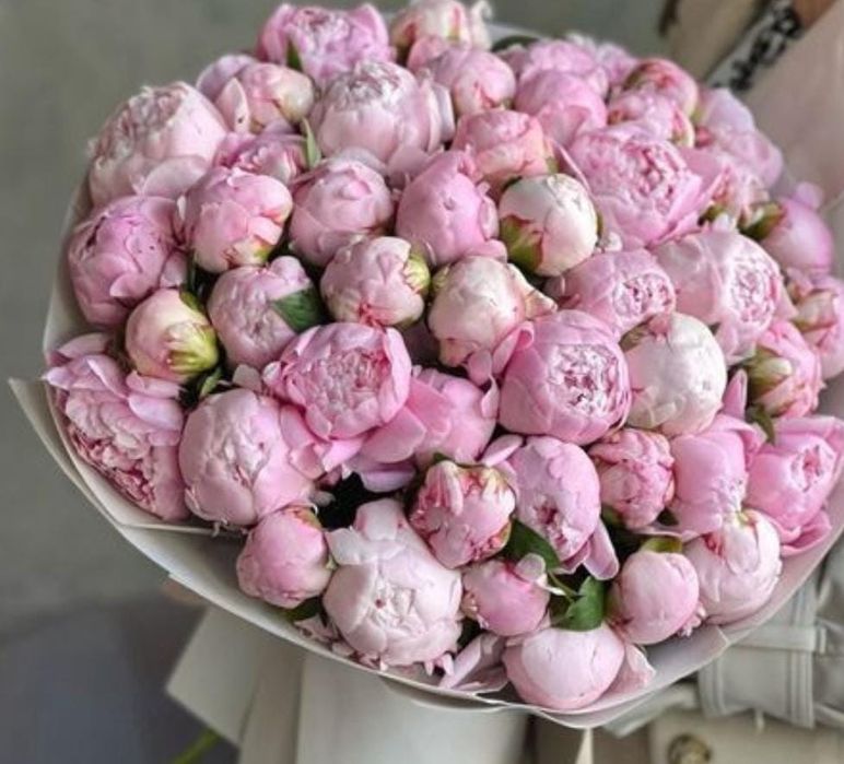 Пионы шикарные голандские