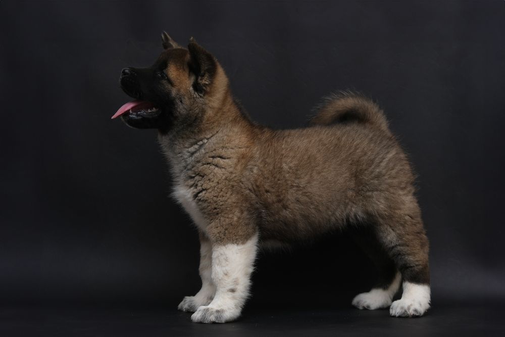 Необыкновенный мальчик  Американской Акиты