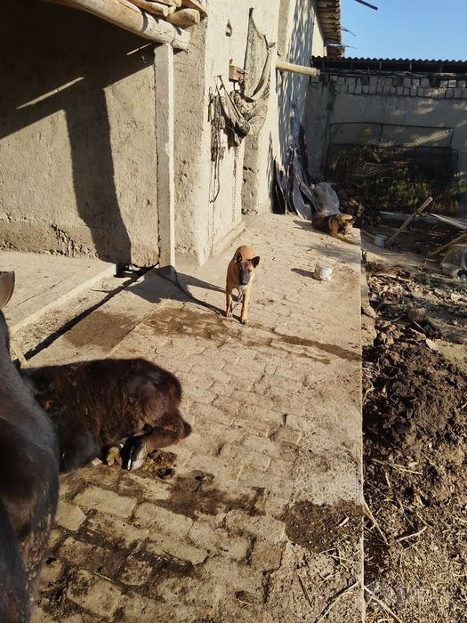 Malinovoy zotli kuchuk