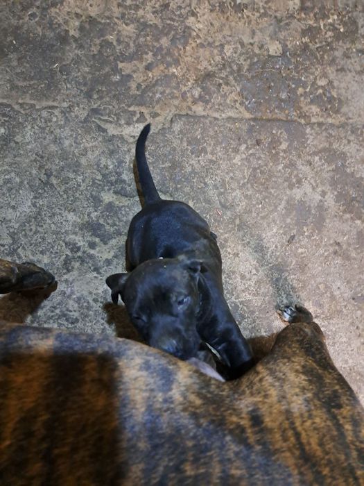 Продаю щенков питбуль.