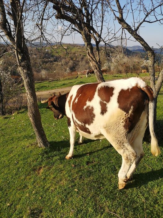 Крава за курбан на третото теле