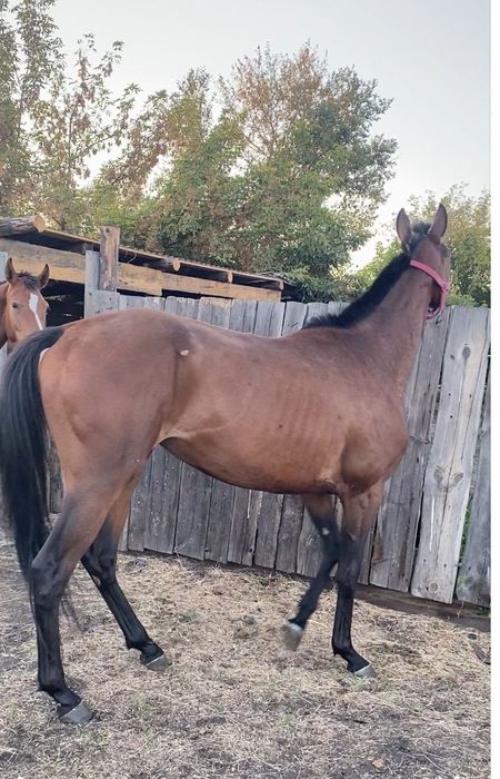 Продам ЧК кобылку 4года