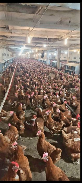 Găini Roșii Outoare