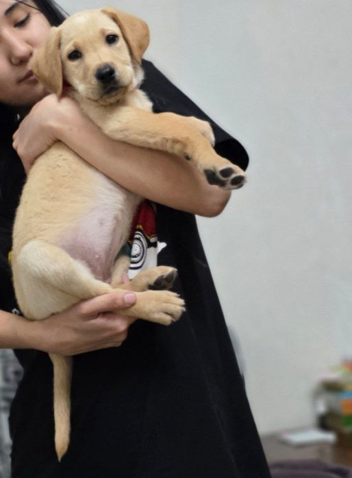 Лабрадор-ретривер