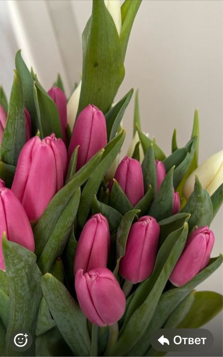 Тюльпаны Голландия.Доставка!Букеты