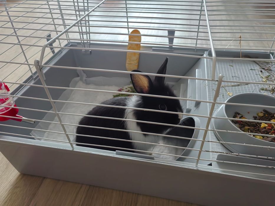 Крольчиха 1,5 мес