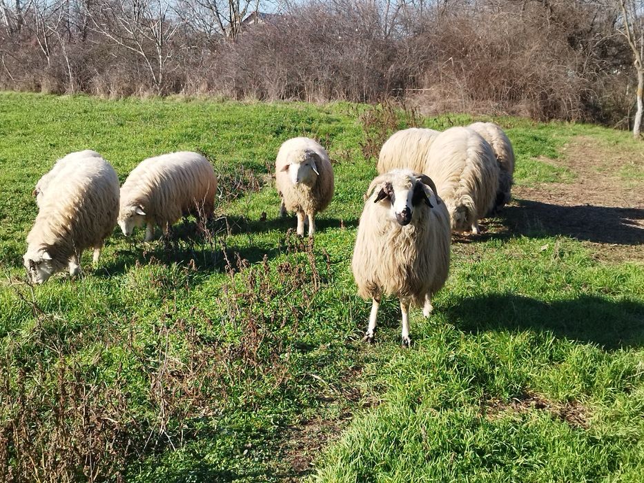 Oi țurcane  cu miei langa ele