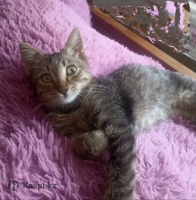 Подарим котёнка в добрые ручки.