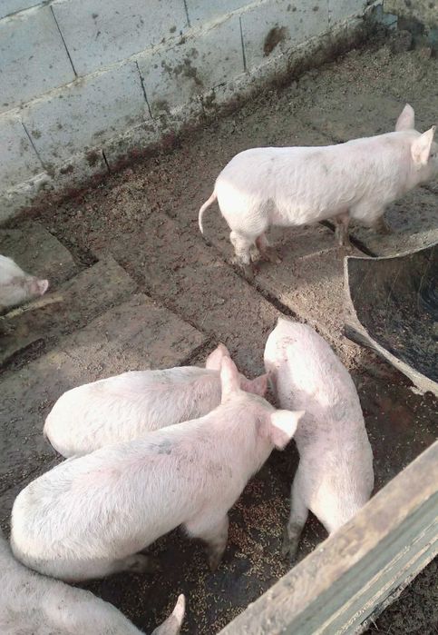 Продавам малки прасета