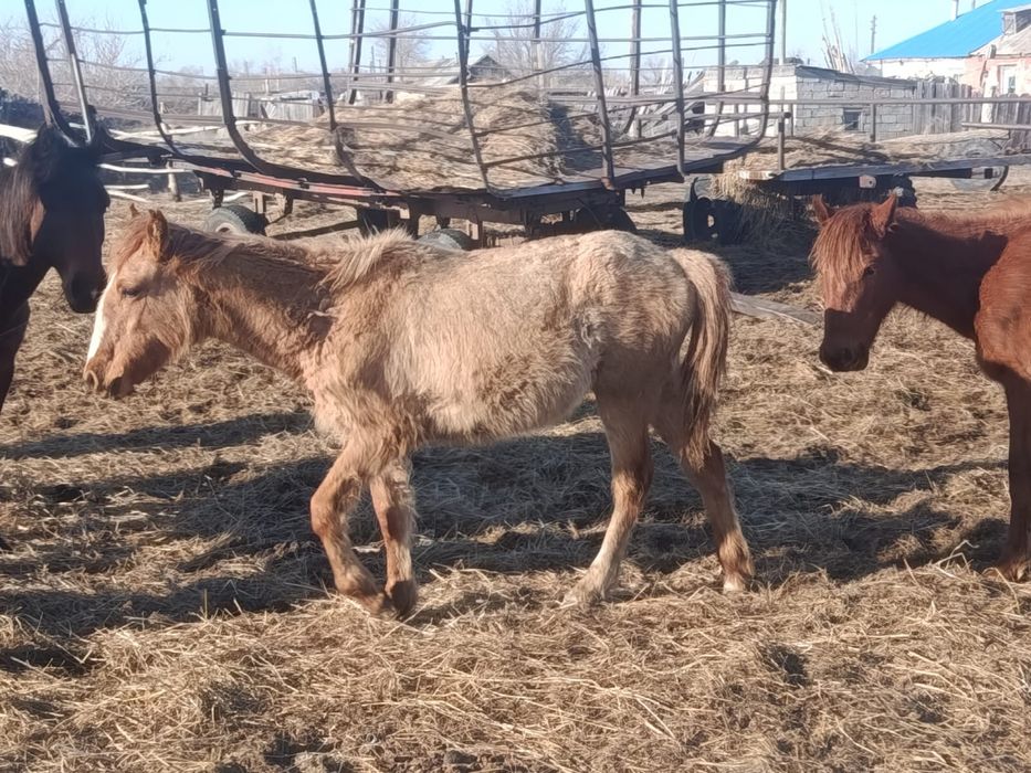 Продам лошадей срочно