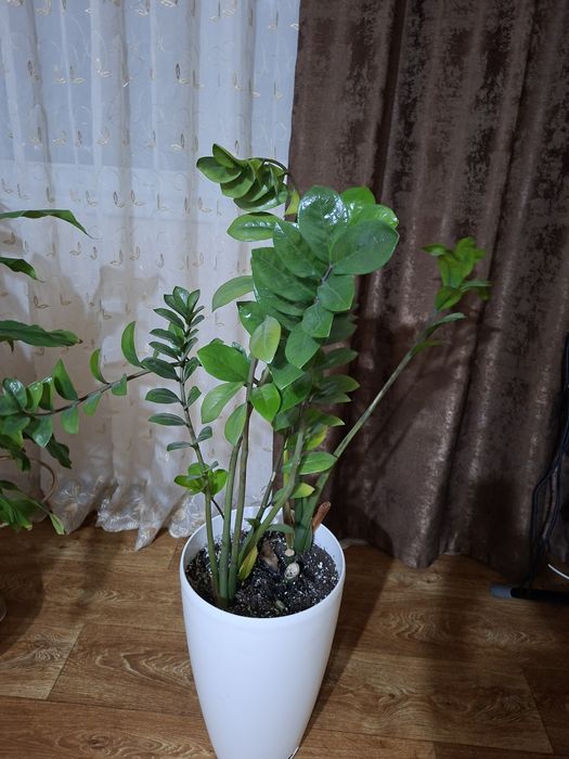 Продаю комнатные цветы.