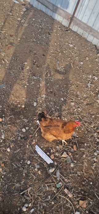 Тауық , қораз сатылады