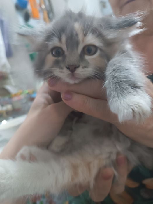 Отдам 3 котенка в добрые руки