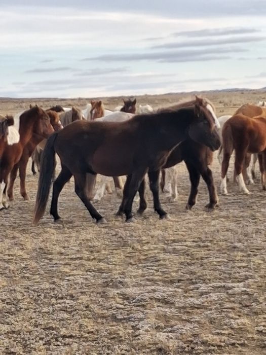 Согым, жабагы тай байтал
