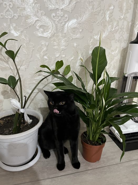 Отдам коту бритаскую
