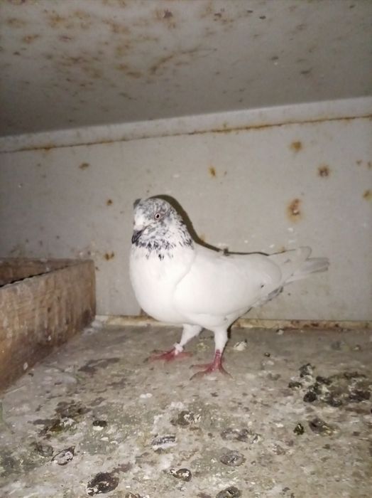 Голубь, самец...