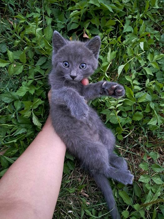 Puiuți de pisică spre adopție