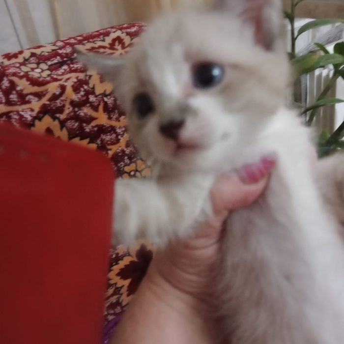 Отдам котят в хорошие руки