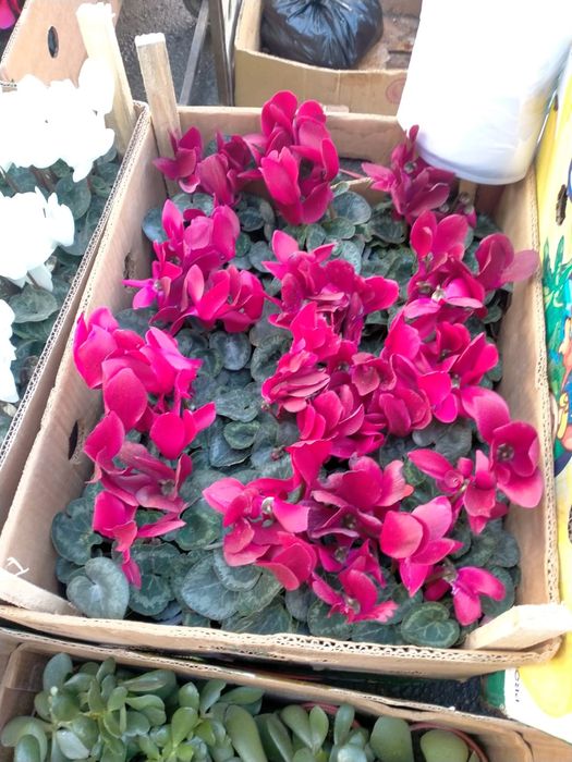 Цикломен  Герань цветы в горшках