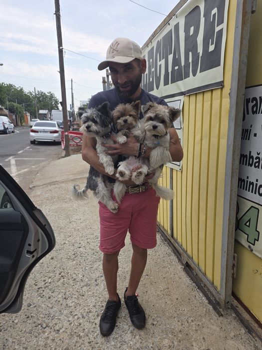 Animale companie