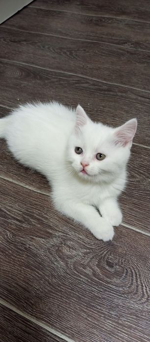 Котята два месяца
