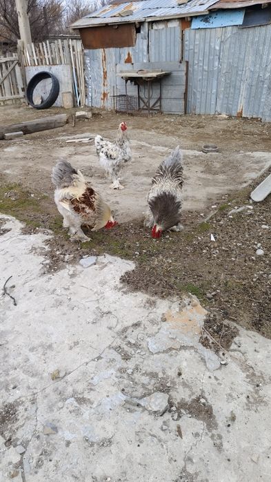 Петухи брамма огромные