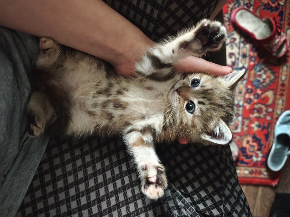 кошечка игривая, девочка